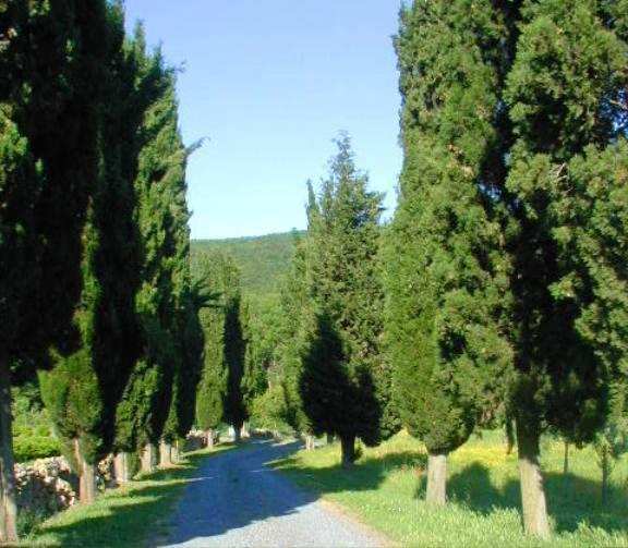 Agriturismo Natura E Salute San Gimignano Ngoại thất bức ảnh